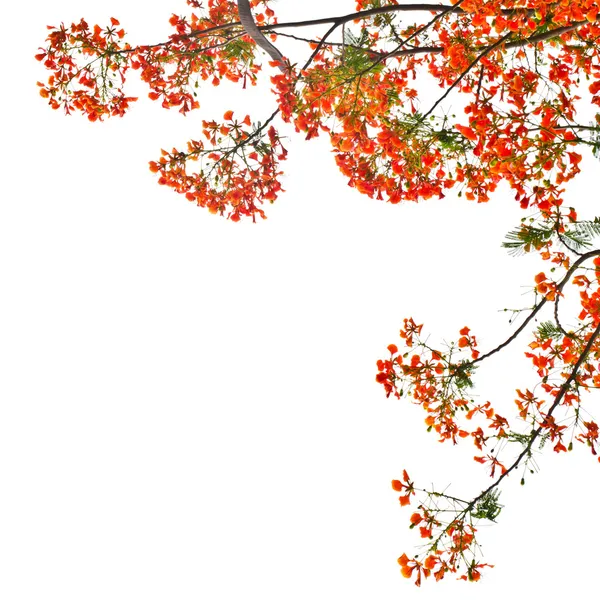 Flamma tree eller royal poinciana träd — Stockfoto