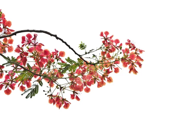 alev ağacı veya royal poinciana ağaç