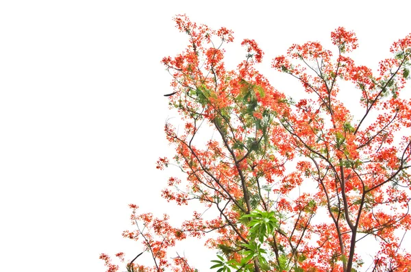 트리 또는 로얄 Poinciana 나무 불꽃 — 스톡 사진