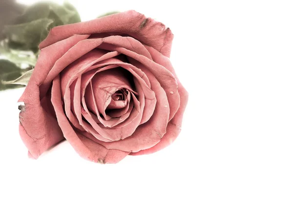 Romantic vintage rose. — Stock Photo, Image