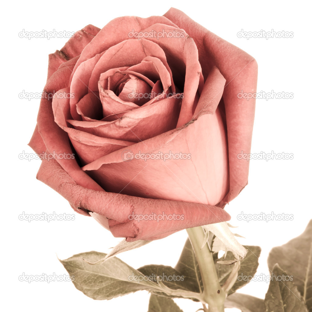 Romantic vintage rose.