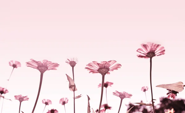 Kleurrijke zinnia bloem — Stockfoto