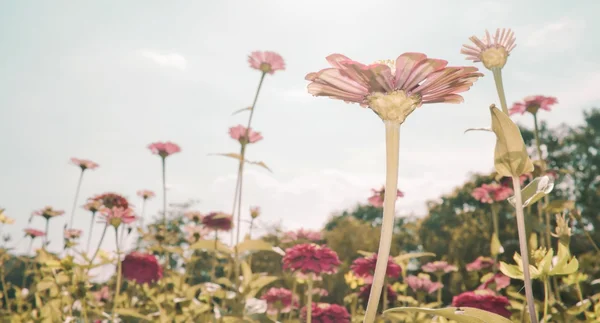 Färgglada zinnia blomma — Stockfoto