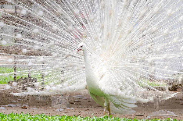 Pavão branco — Fotografia de Stock