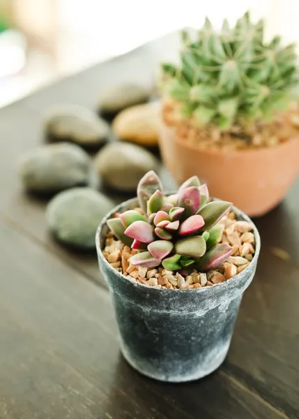 Sukulenty-echeveria runyonii růže — Stock fotografie