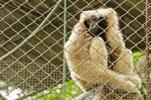 Pikantní Gibbon (Hylobáty pileatus ) — Stock fotografie