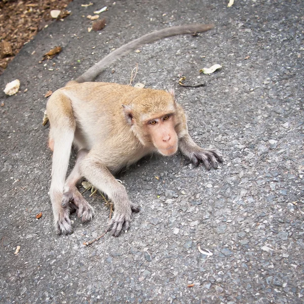 Monkey — Stock Photo, Image