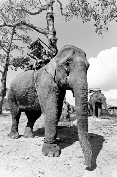 Asiatisk elefant — Stockfoto