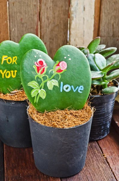 Heart shaped plant (Kerrii Hoya) — Stock Photo, Image