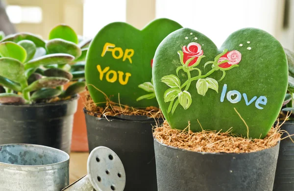 Planta em forma de coração (Kerrii Hoya ) — Fotografia de Stock