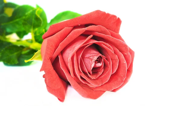 Один красный цветок розы изолированы на белом фоне — стоковое фото