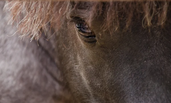 Falabella miniatűr ló — Stock Fotó