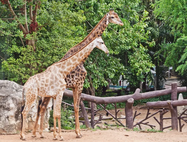 Portrait of two giraffes — Stock Photo, Image