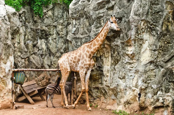 Portrait of giraffe — Stock Photo, Image