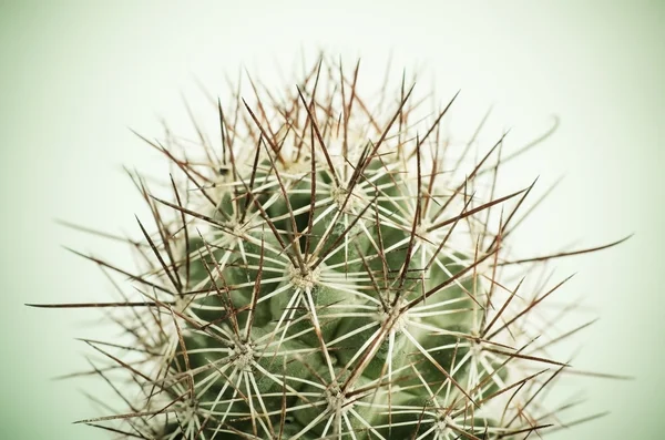 Close up of Cactus — Stock Photo, Image