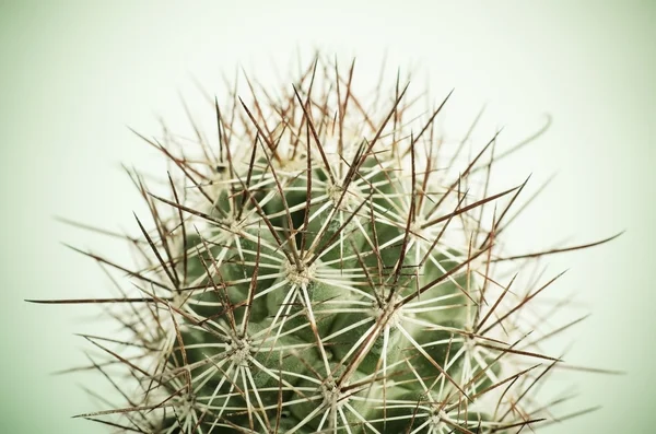 Primo piano del cactus — Foto Stock