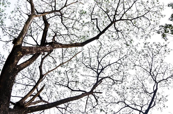 나뭇가지와 나무 — 스톡 사진