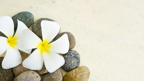 Vita och gula frangipani blomma — Stockfoto