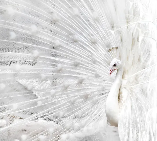 Белый павлин — стоковое фото