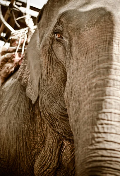 Asiatisk elefant — Stockfoto