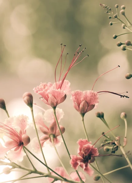 Pavão flores — Fotografia de Stock