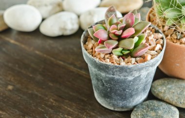 succulents-echeveria runyonii gül