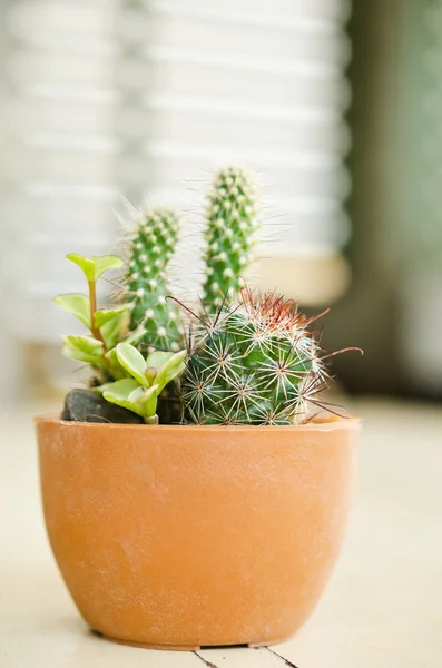Diverse piante di cactus — Foto Stock