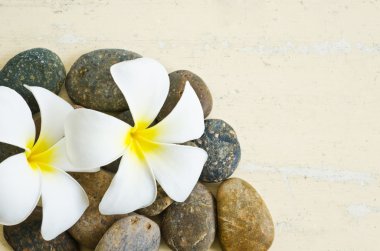 Beyaz ve sarı frangipani çiçek