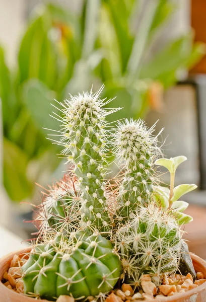 Tanaman kaktus yang berbeda — Stok Foto