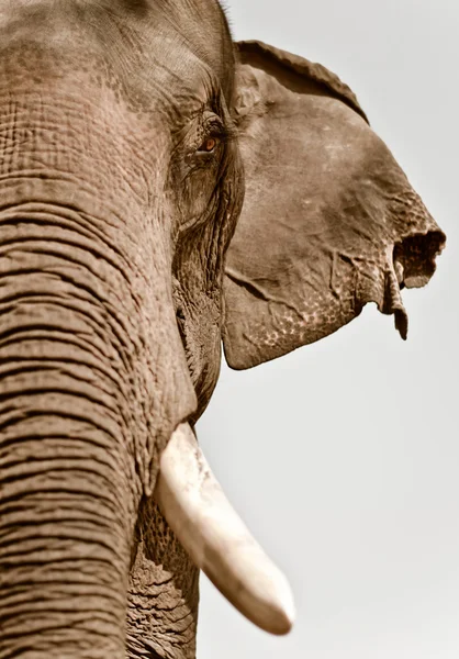 Asiatisk elefant — Stockfoto