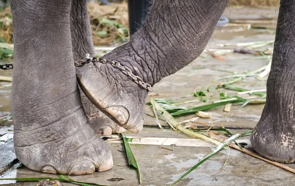 코끼리의 다리는 사슬에 묶여 — 스톡 사진