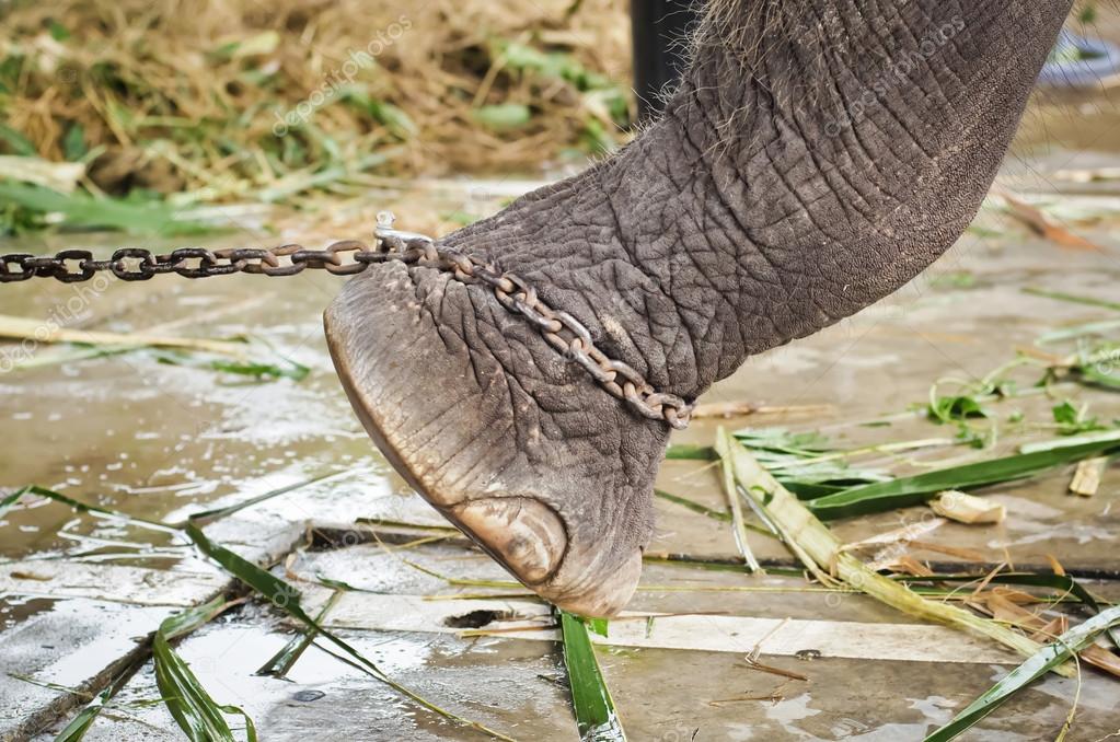 Pé de elefante amarrado a uma corrente fotos, imagens de © tomgigabite