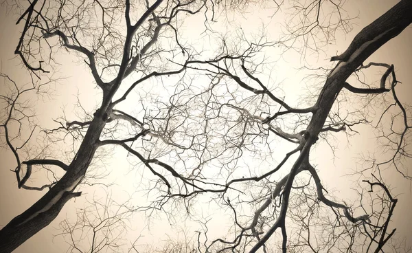 Abstrakt döda trädet — Stockfoto