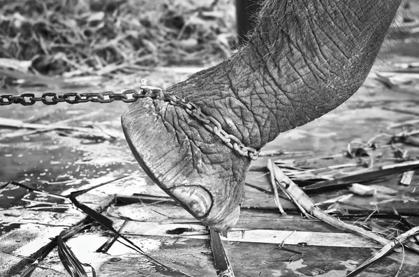 Olifant de voet gebonden aan een ketting — Zdjęcie stockowe