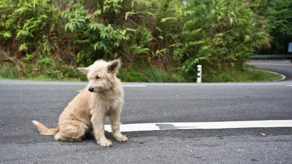 Bonito cão vadio sem-teto — Fotografia de Stock
