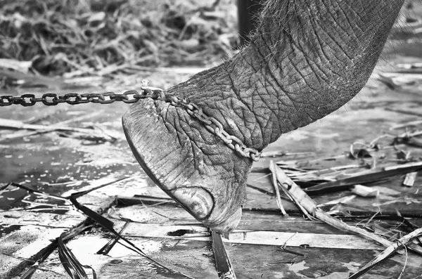 Pé de elefante amarrado a uma corrente — Fotografia de Stock