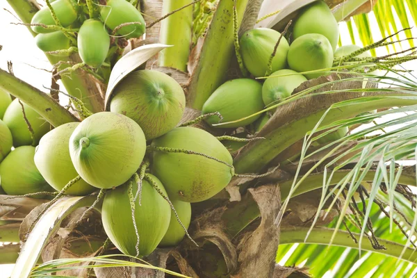 Um monte de coco fresco — Fotografia de Stock