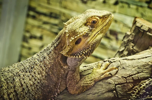 Dragões barbudos (pogona vitticeps ) — Fotografia de Stock