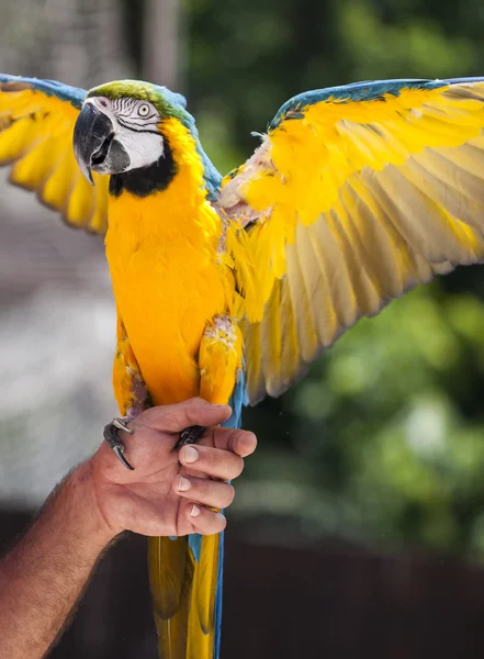 Mit einem Papagei in der Hand — Stockfoto