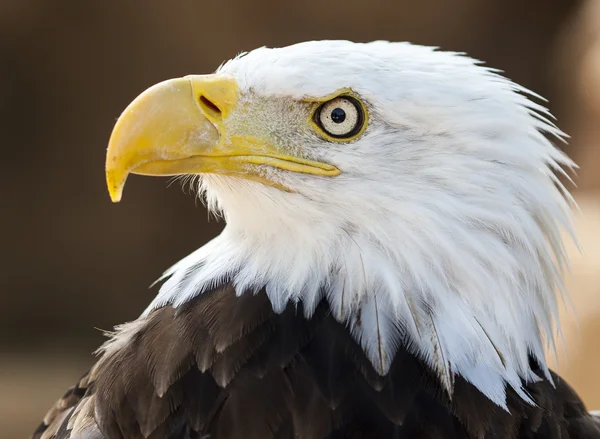 Bald eagle portresi