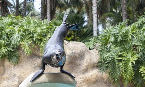 deniz aslanı bir oyun yapmak