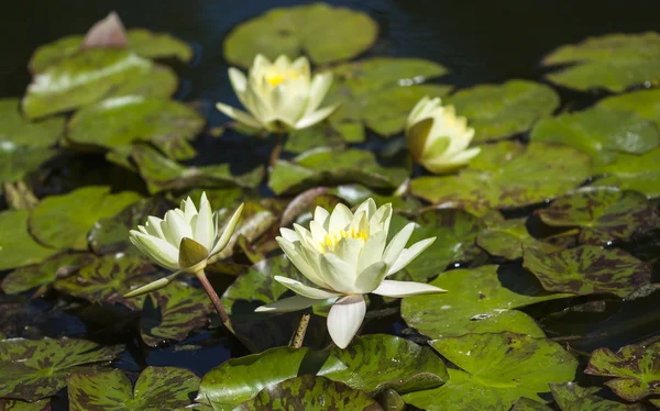 Su zambakları gölette