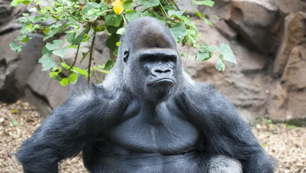 Gorila haciendo una cara seria Fotos de stock