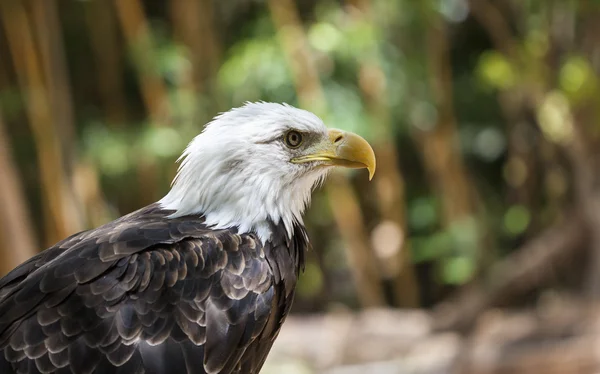 Bald eagle — Stock Photo, Image