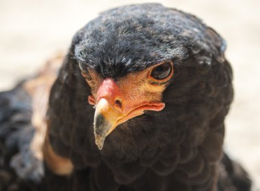 erkek bateleur kartal