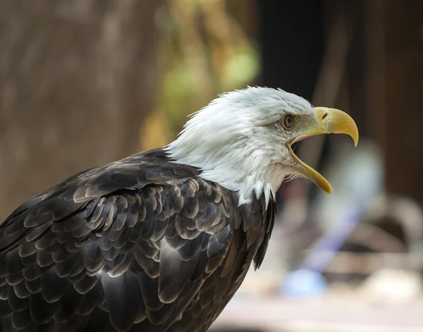 Águila calva — Foto de Stock