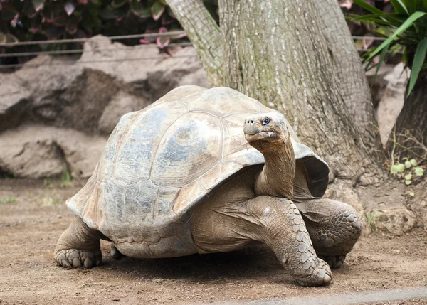 Τεράστια Γκαλαπάγκος χελώνα Φωτογραφία Αρχείου