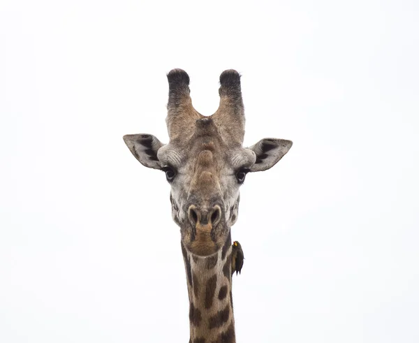 Giraffe und der Vogel — Stockfoto
