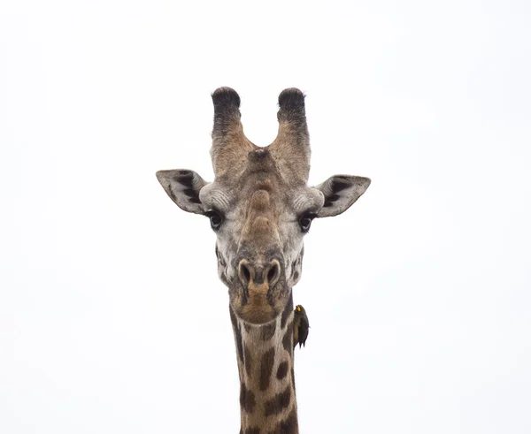 Girafe et l'oiseau — Photo