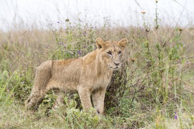 savana içinde genç aslan